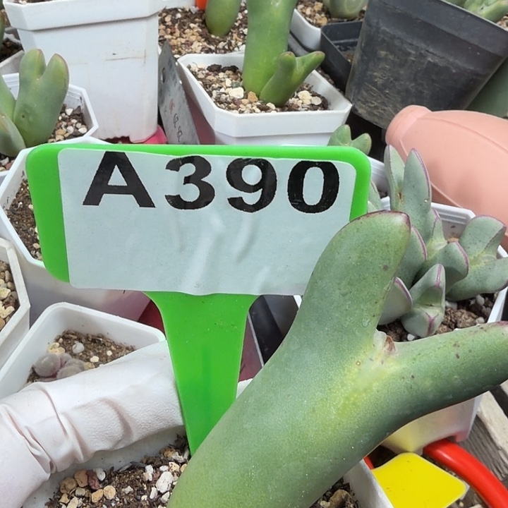 390mmmmmmmmmmmmmmmmmmmnnn