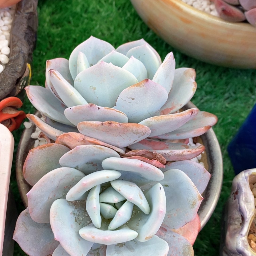 奶茶多肉植物盆栽