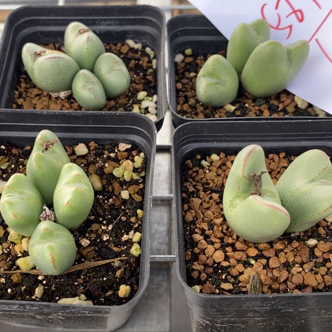 1584少将一组四个