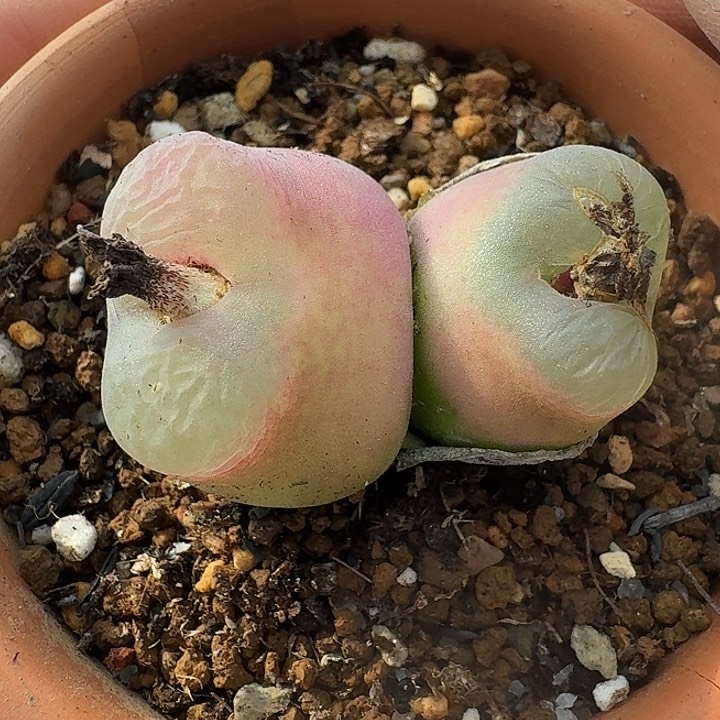 老马生石花双头哦泡1313