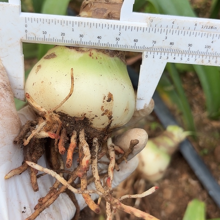 无花朵朱顶红阳光少女6.5厘米