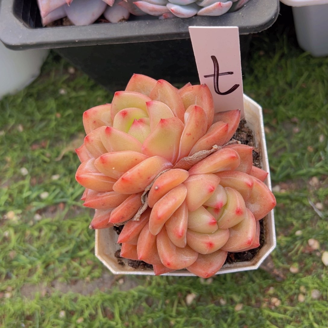 香玉的故事是一个人的故事