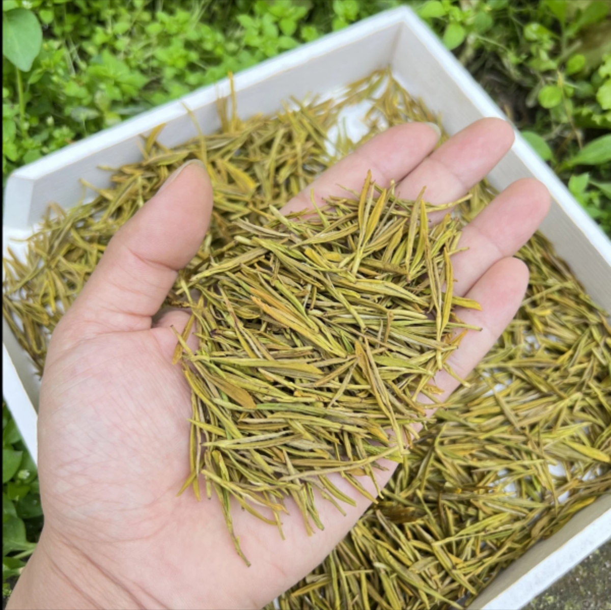 安吉黄金芽2025新茶明前白茶正宗春茶