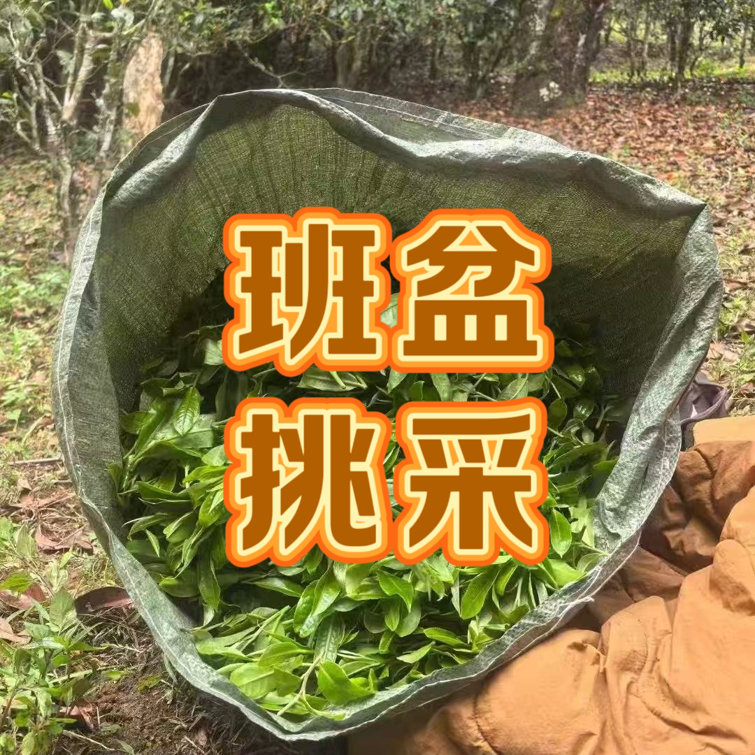 【2025新茶】山隐小茶 班章路班盆古树挑采 100克/一公斤