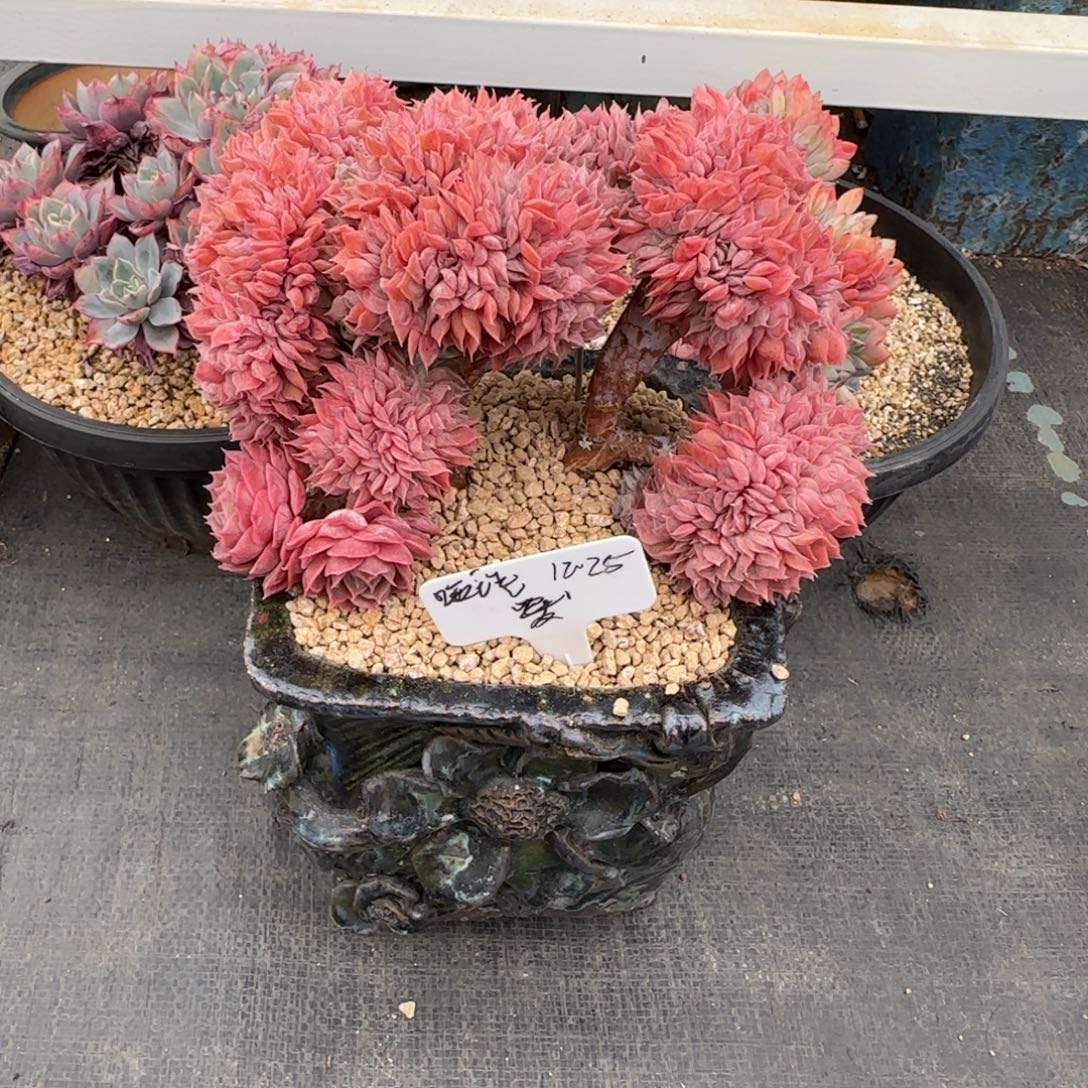 月***语解忧一物一拍哑语姐昂斯诺