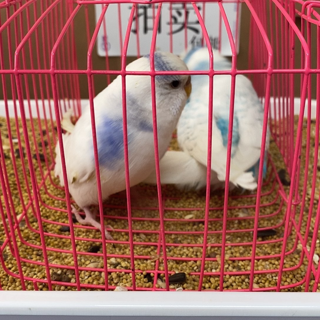 虎皮鹦鹉大头虎皮