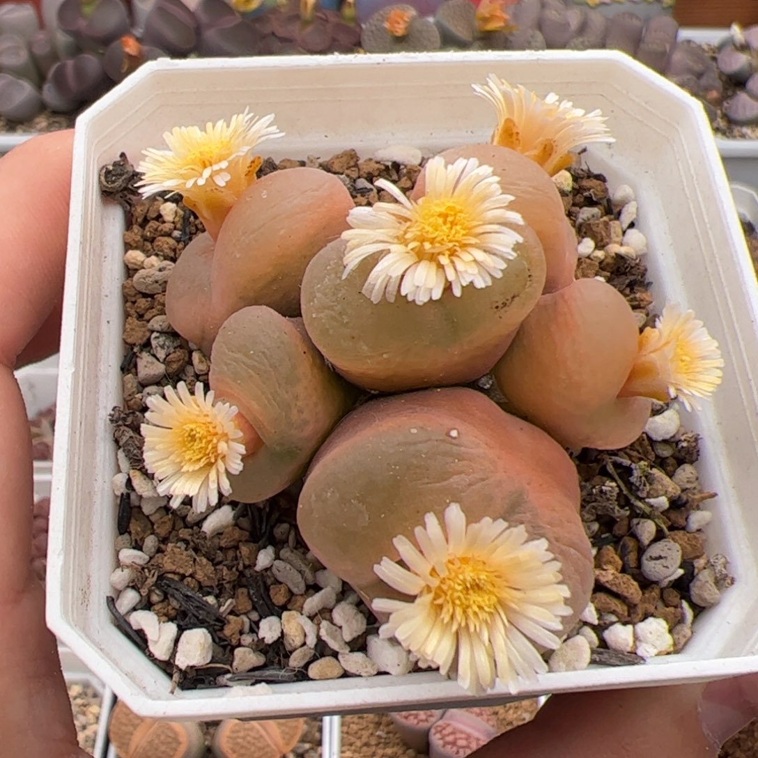 021号毛奶奶 多肉植物