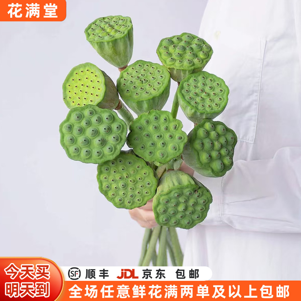 【次日达·莲蓬莲蓬】莲蓬3枝·家居花·鲜切花全场两单顺丰包邮·基地直发·批发·荷花鲜切花·莲蓬次日达