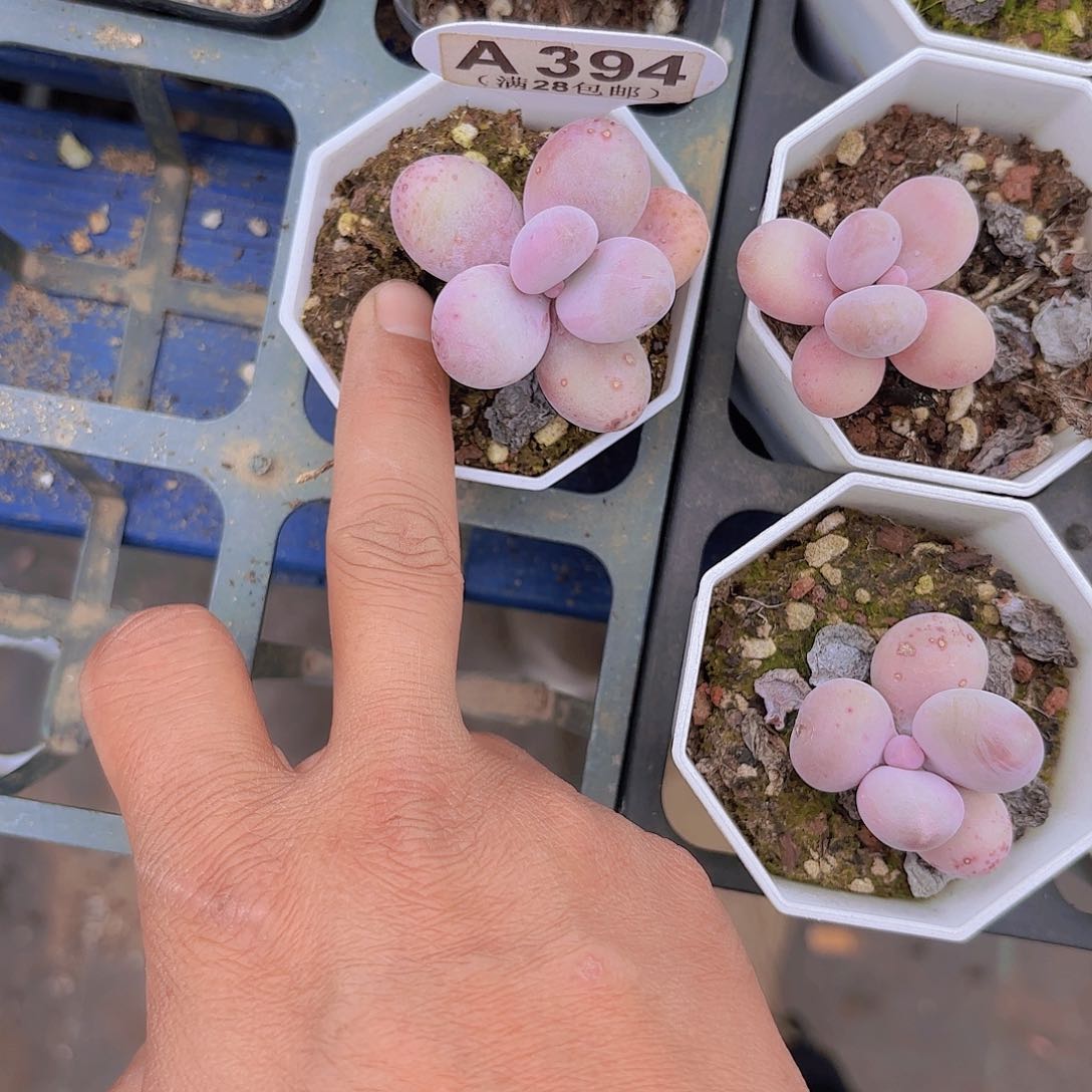 天**欣A394奶酪一物一拍