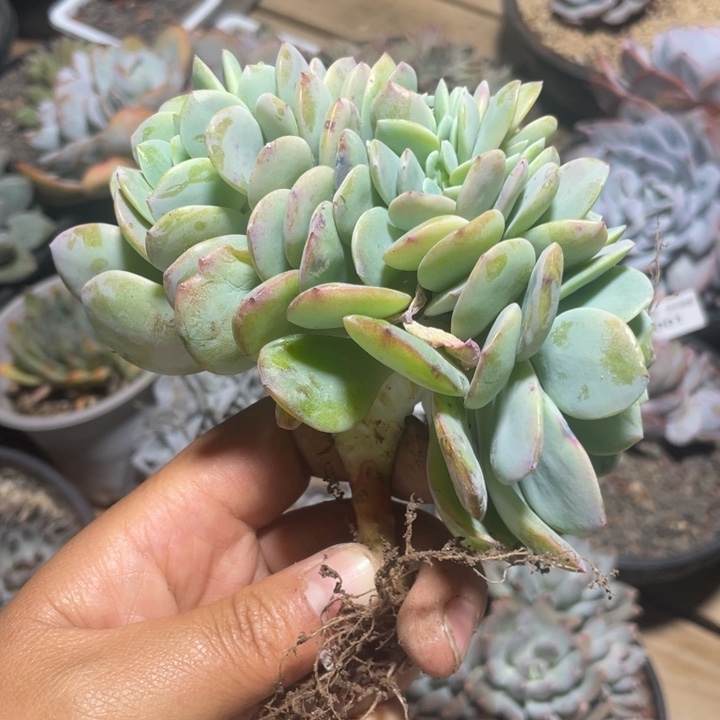 白凤缀化尺寸15高板