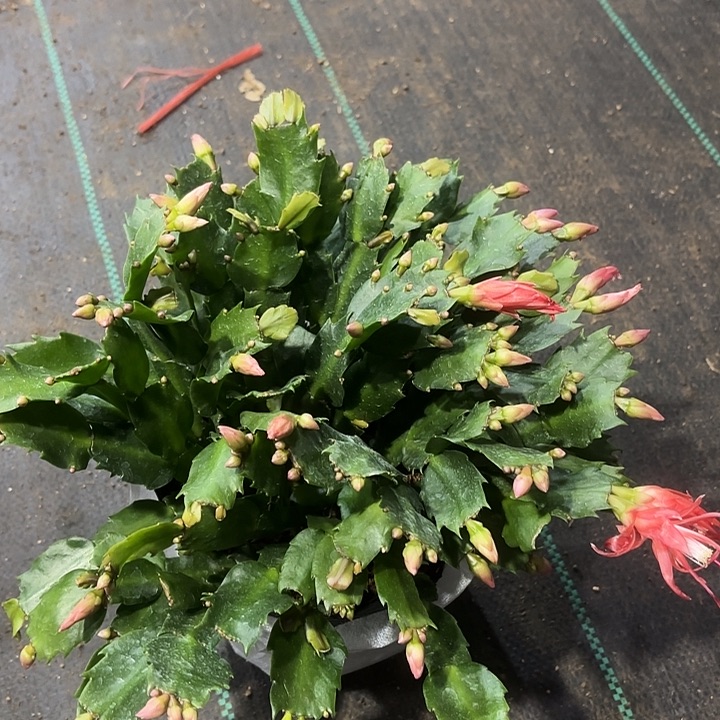 牛***天当前无花栽培后可以开花