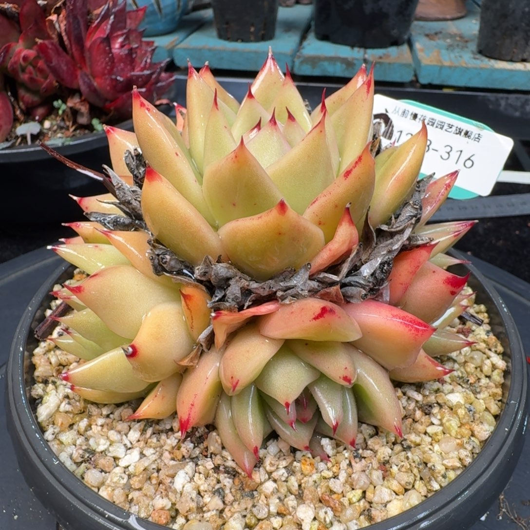 从前慢多肉精选编号1218.316