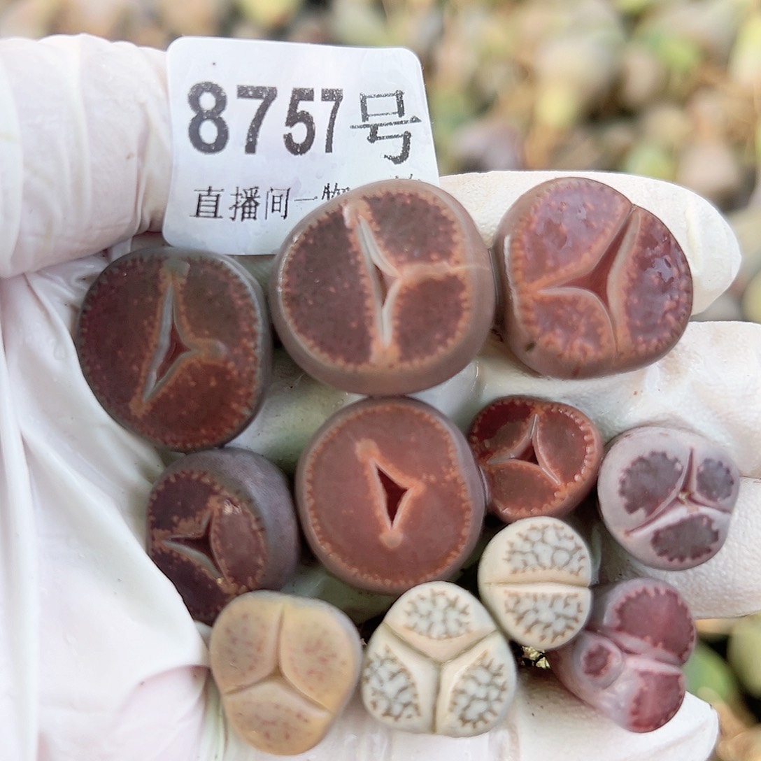 8757 好养易活生石花大母本奔奔10个1-2cm打包出