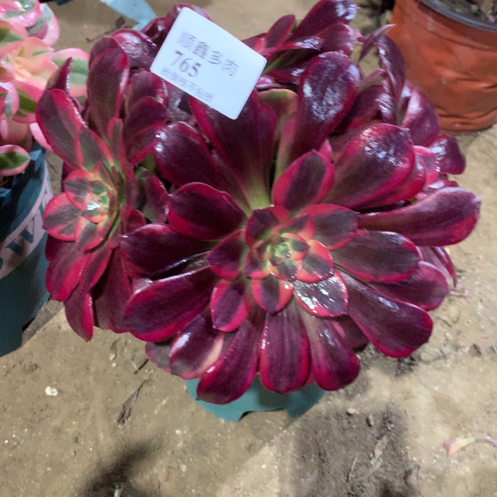 765蒙娜丽莎多肉植物特价