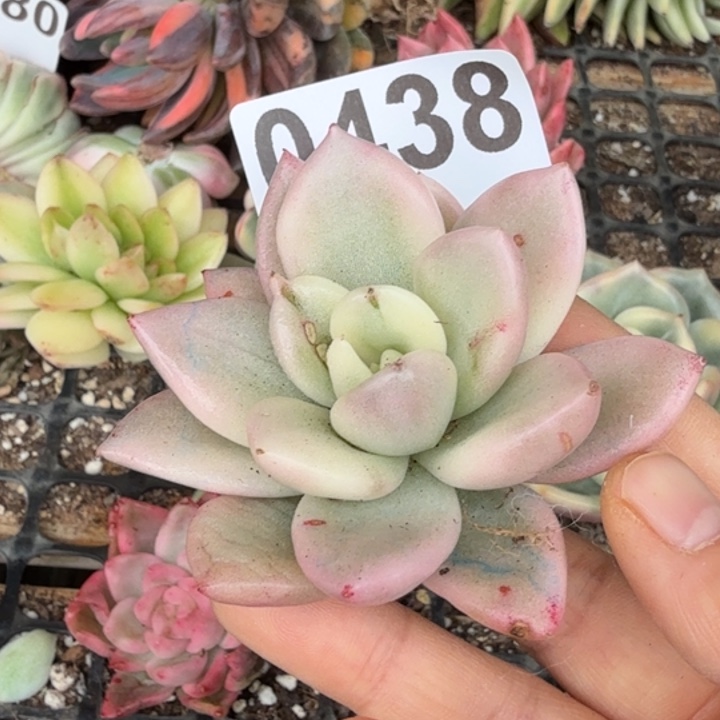 奶油鳄梨满18包邮当场凑单