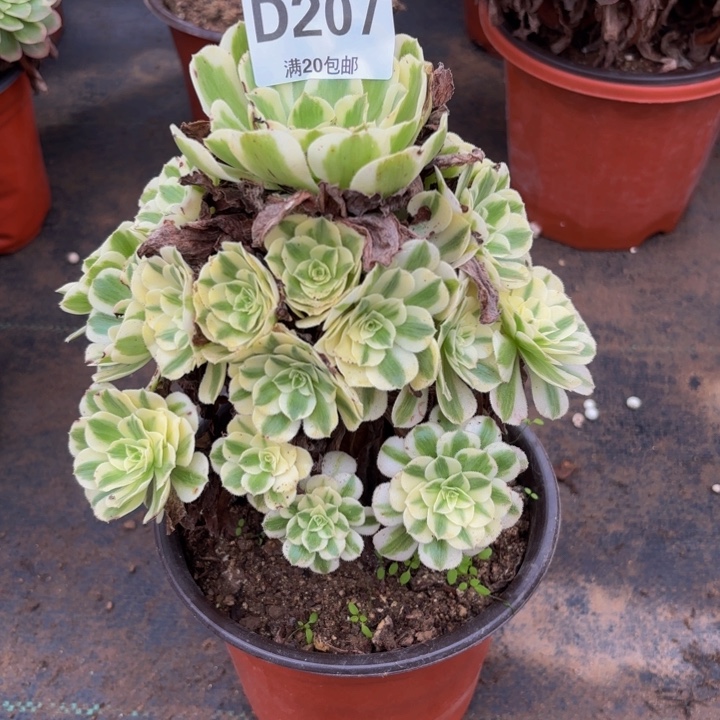瑞妈多肉园艺207。迈