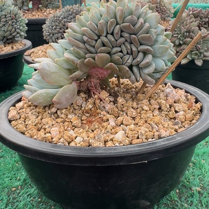 星影树缀无砍多肉