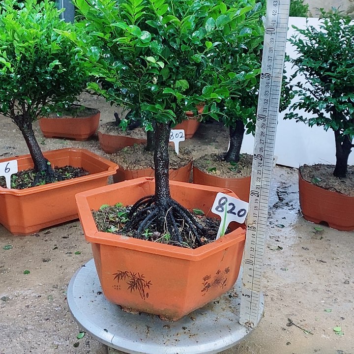 当前无花栽培后可以开花