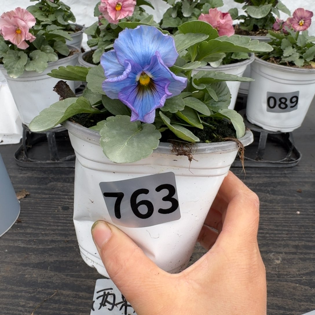 全部花朵763号神户蓝