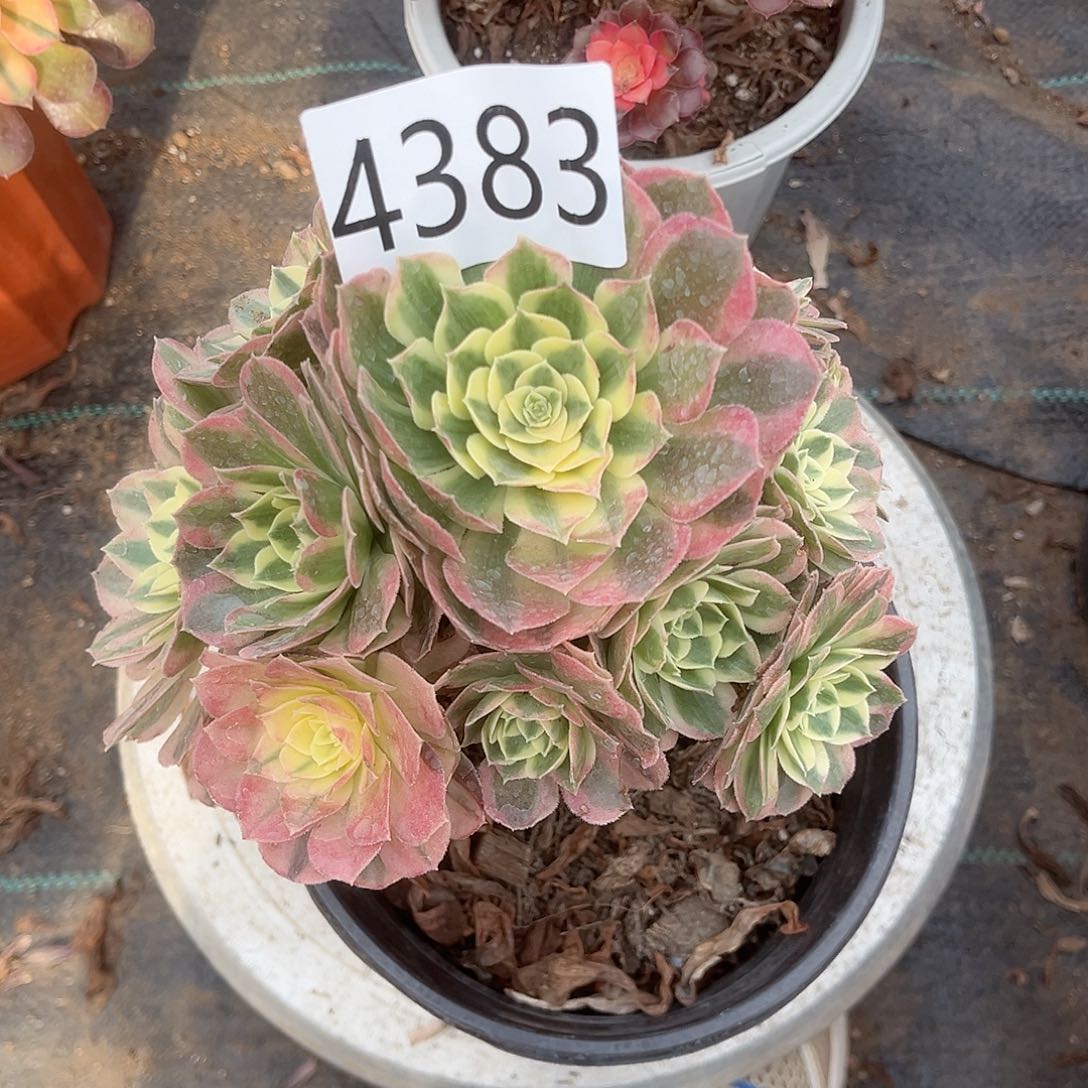 4383玉姿多肉植物