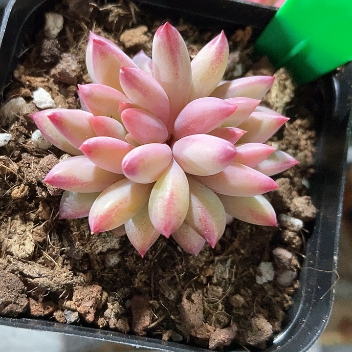 多肉植物虞美人660