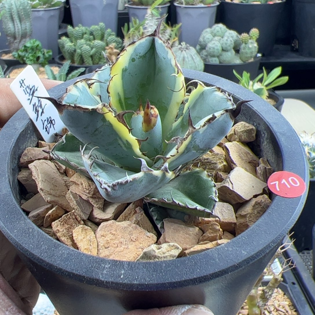 蓝鲸锦一物一拍脱土发