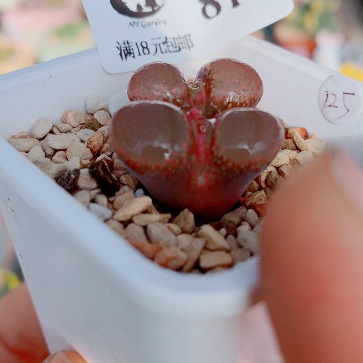 817 生石花花花花花花花