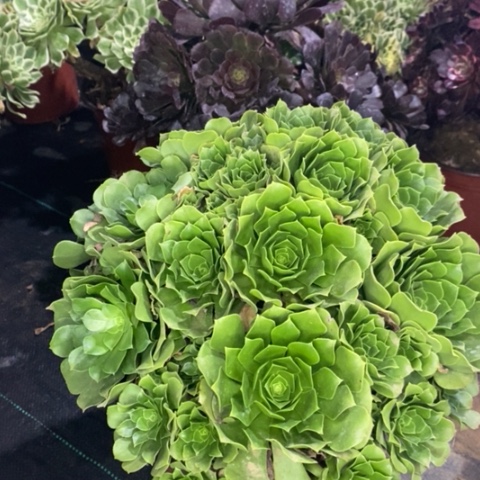 绿羊绒多肉植物010