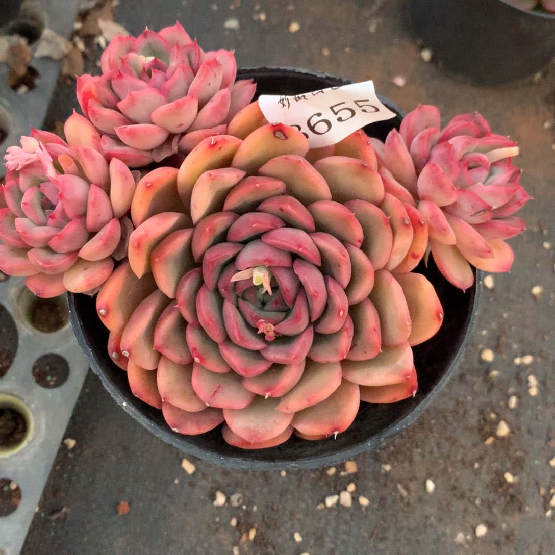 8655杂交多肉老桩