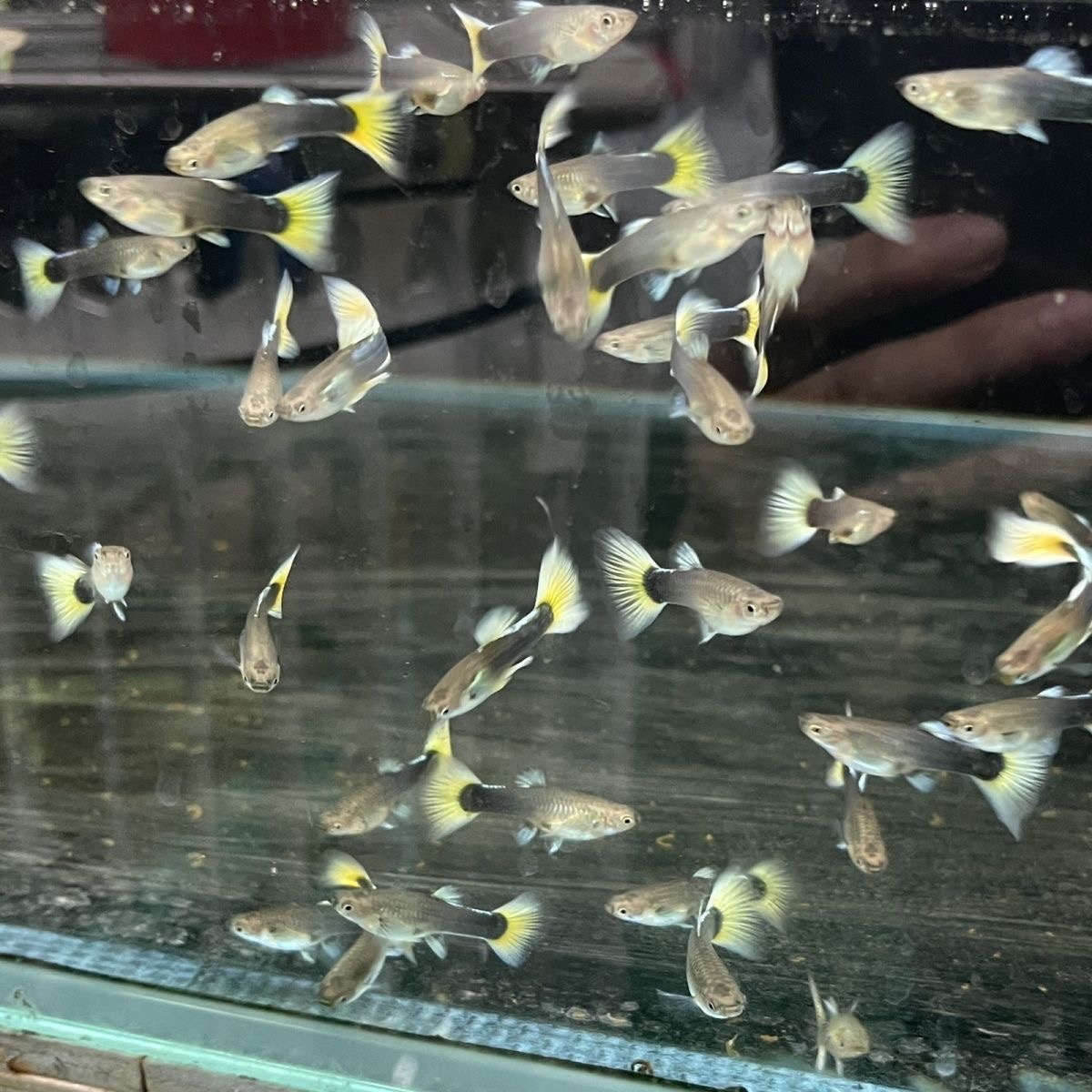 黄金礼服孔雀鱼热带鱼鱼苗小型冷水淡水好养纯种观赏鱼热带