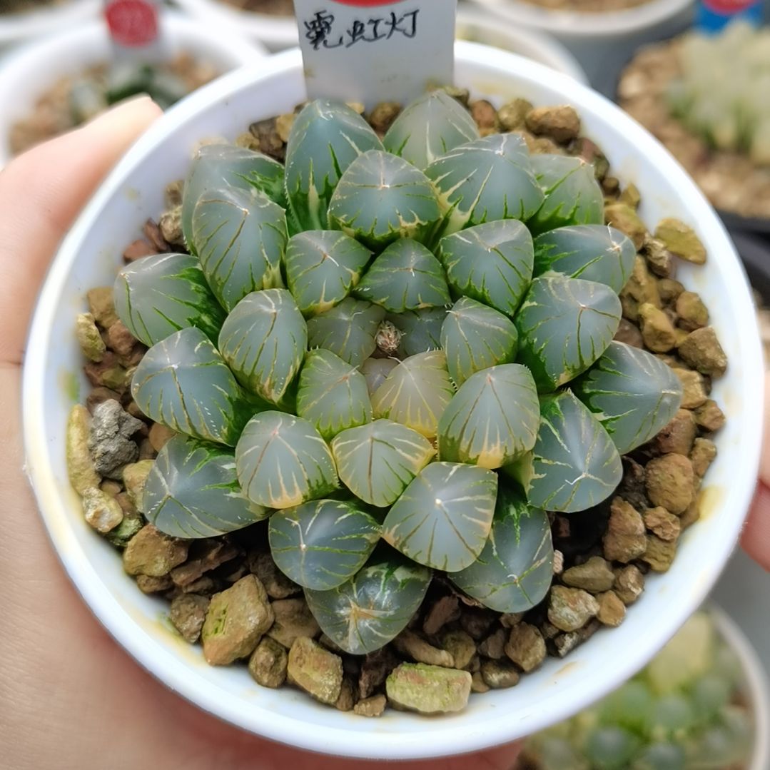 288号霓虹灯玉露锦一物一拍带盆土发货