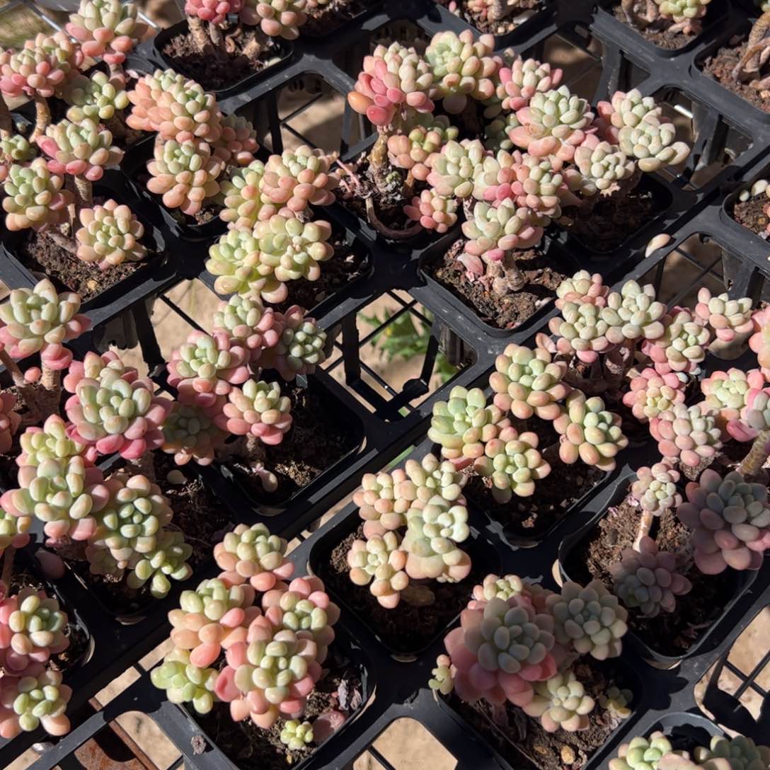 达芙妮 满30包邮发货