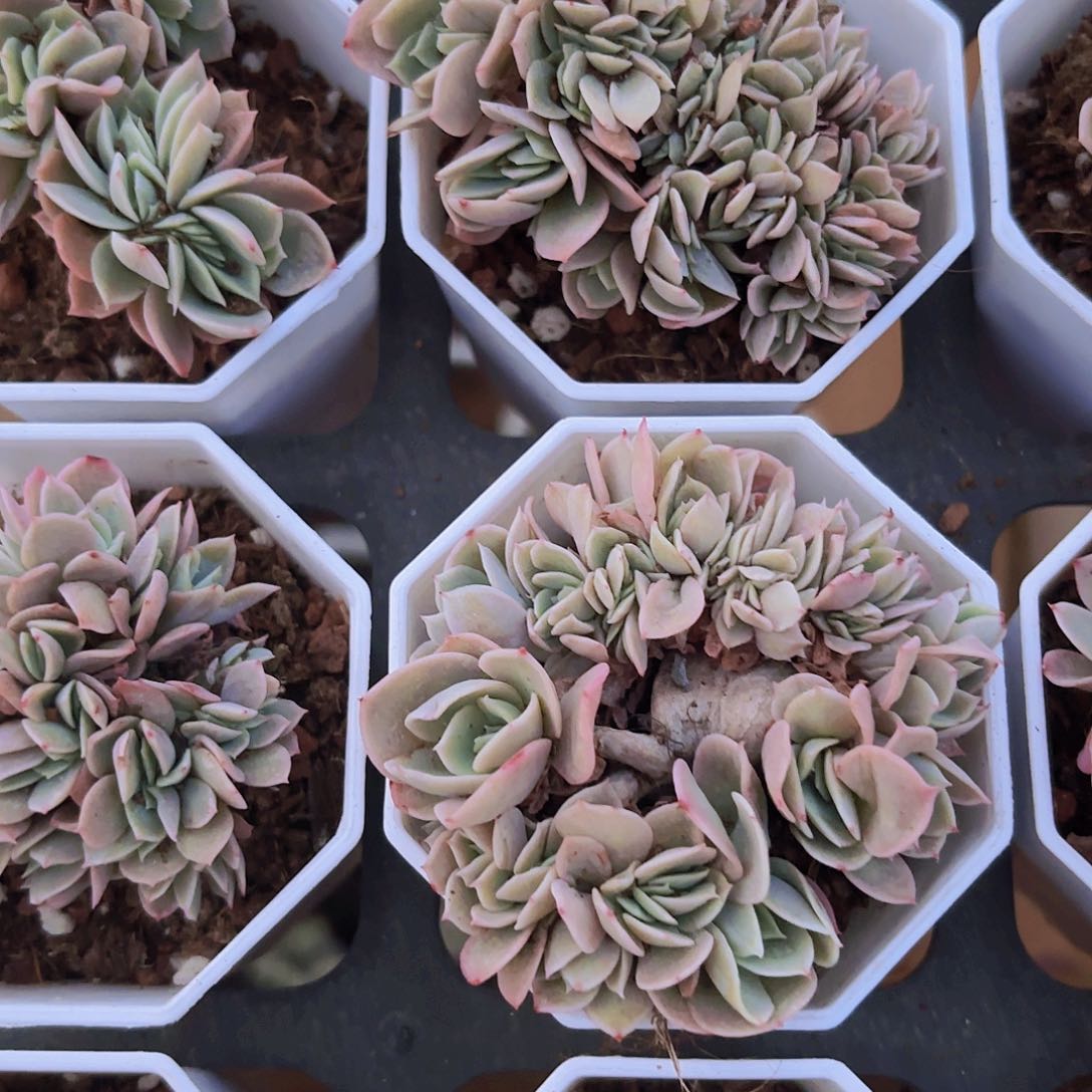 丝绸面纱缀化多肉植物