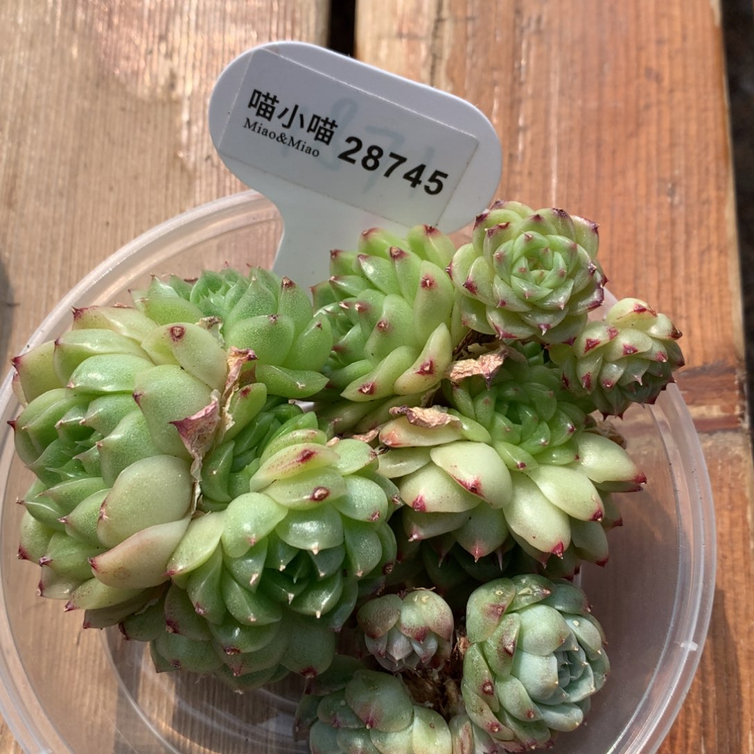 多肉植物麦秆珍妮