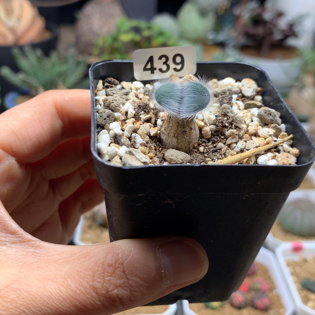 毛叶石蒜带盆多肉439