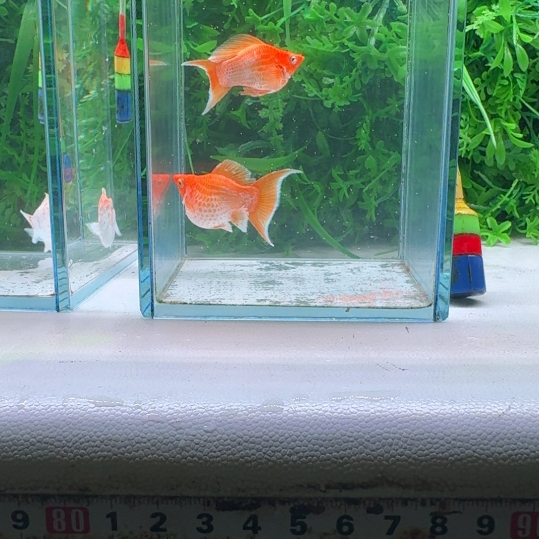 兰***淸孔雀鱼848号号玛丽2条