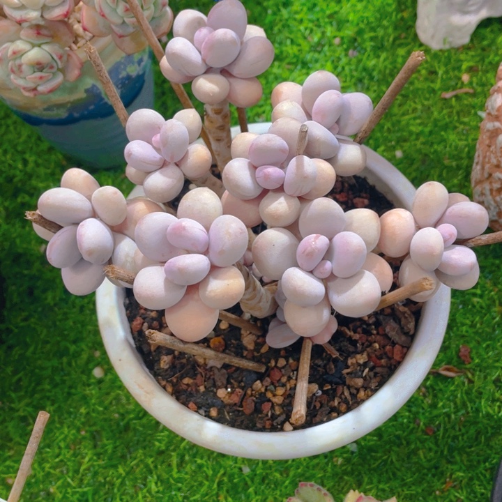 谢谢你的支持00000064