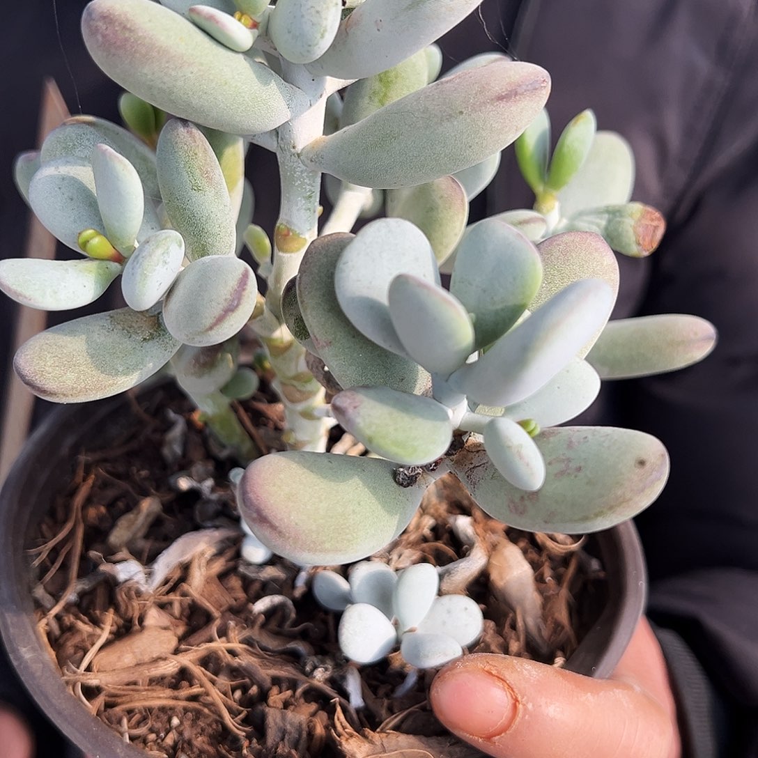 盆栽乒乓福娘多肉植物