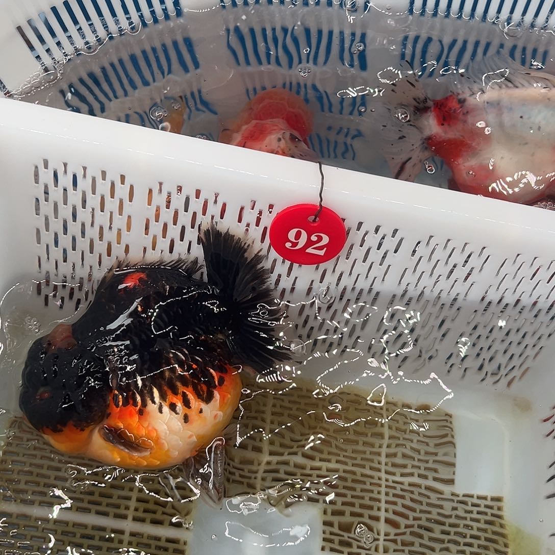 我***)抖音上的小伙伴们都在说我的名字