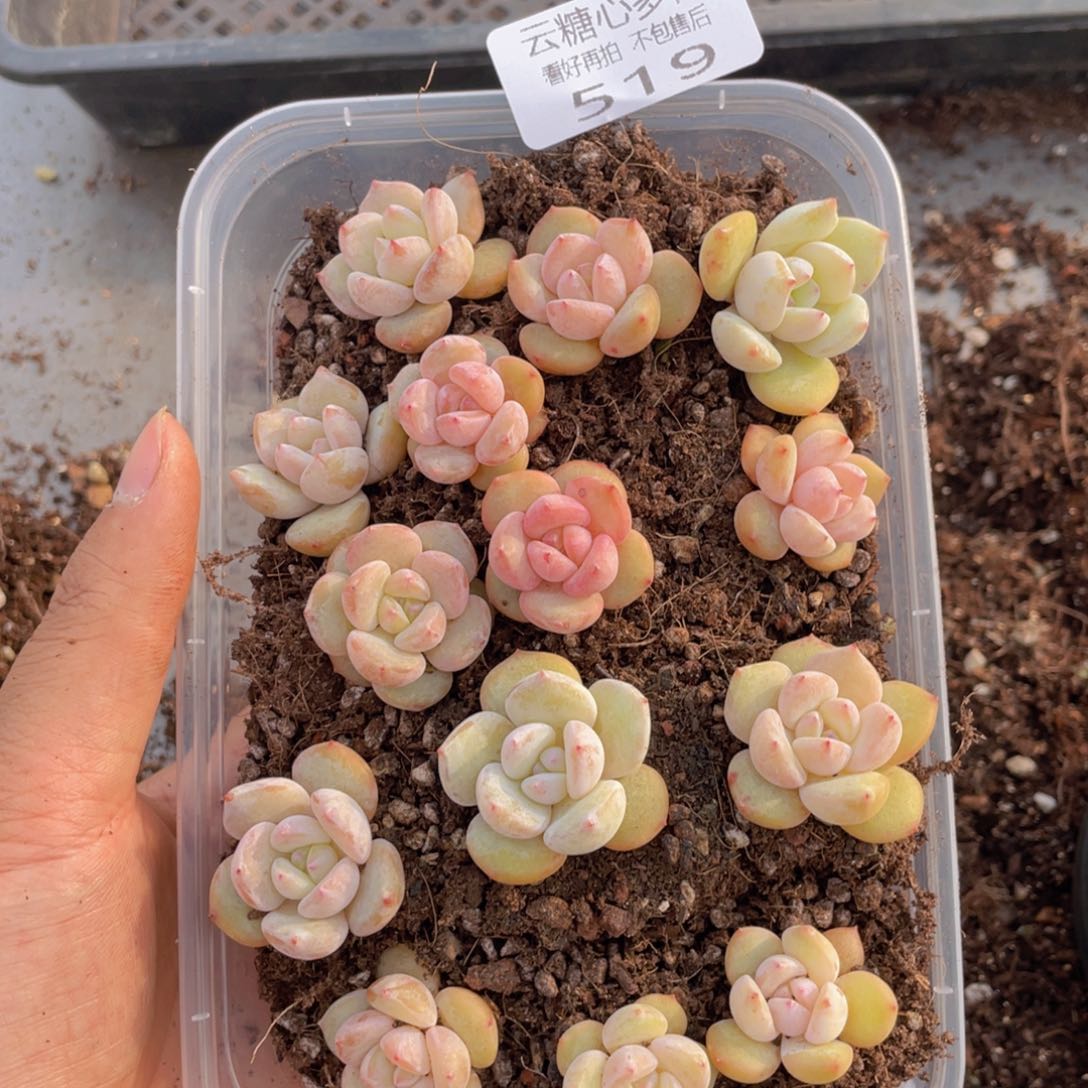 云糖心多肉植物519
