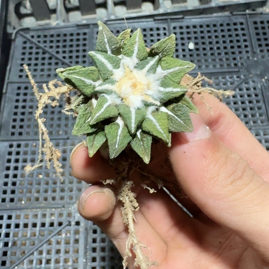 534号仙人球萝卜根