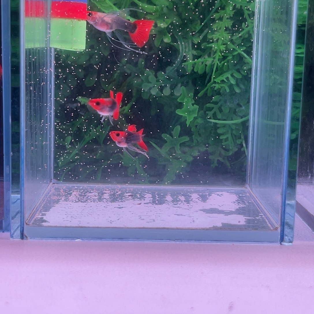 黑玛丽鱼133号深海蓝玻璃体大C3条