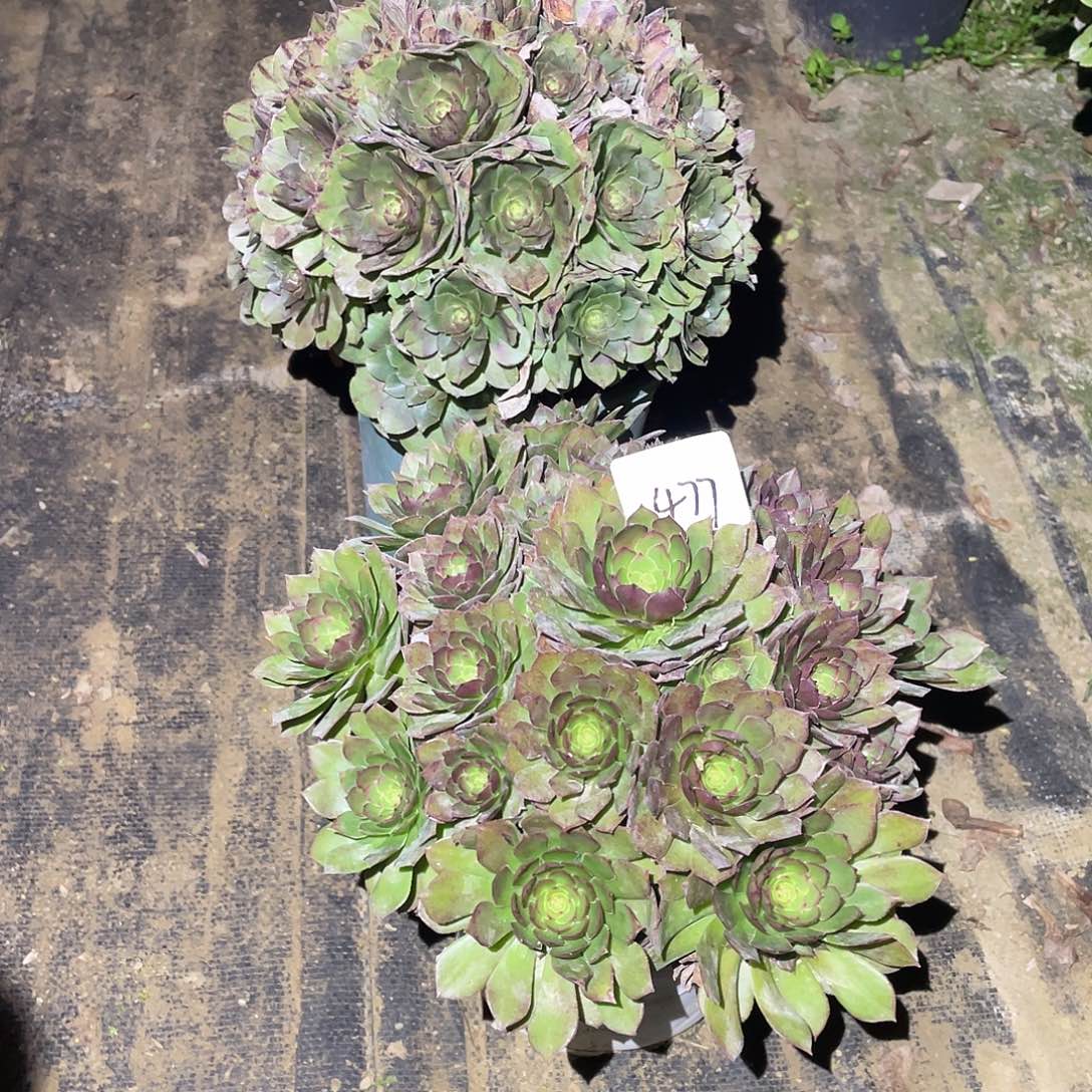 477法师植物组合