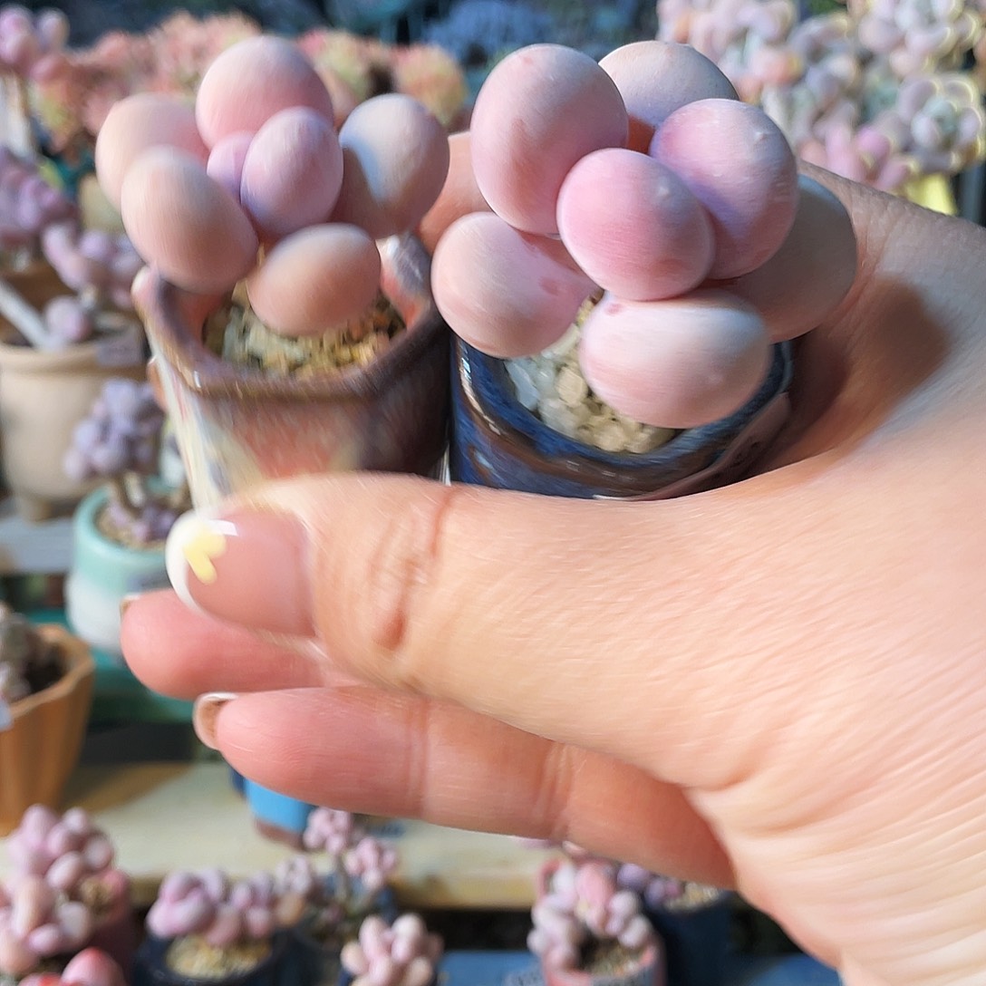 星*✨多肉植物的生长发育与生长发育