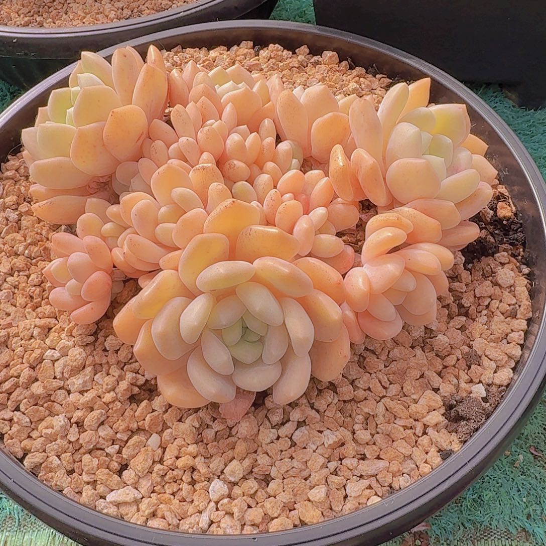 2052冰橙多肉植物