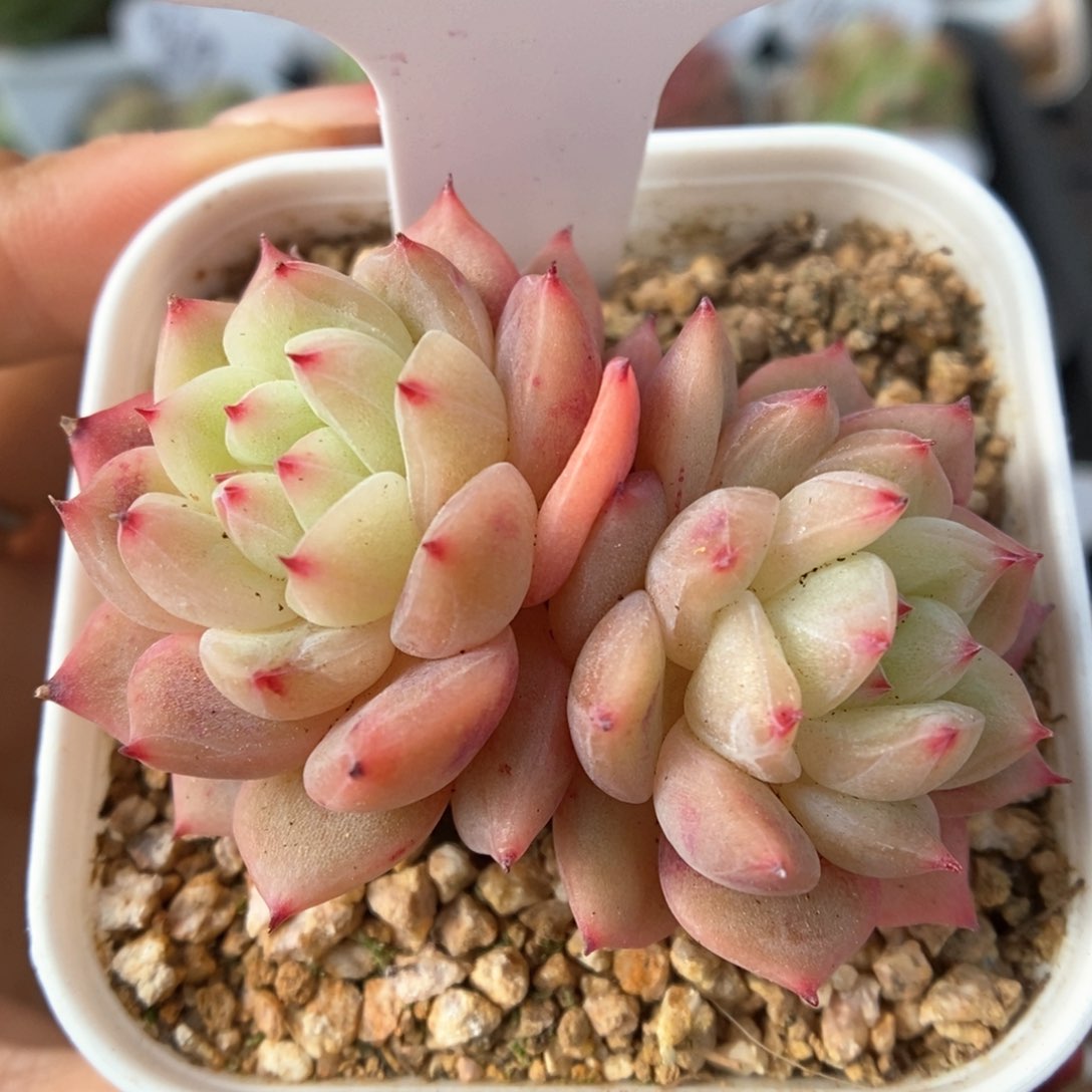 寒绯双头可拍4966号。  