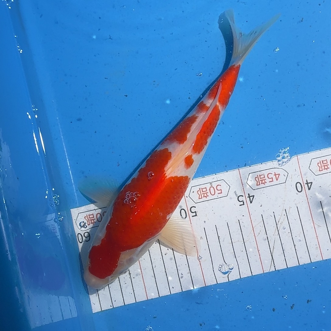 锦鲤28厘米红白公母不明