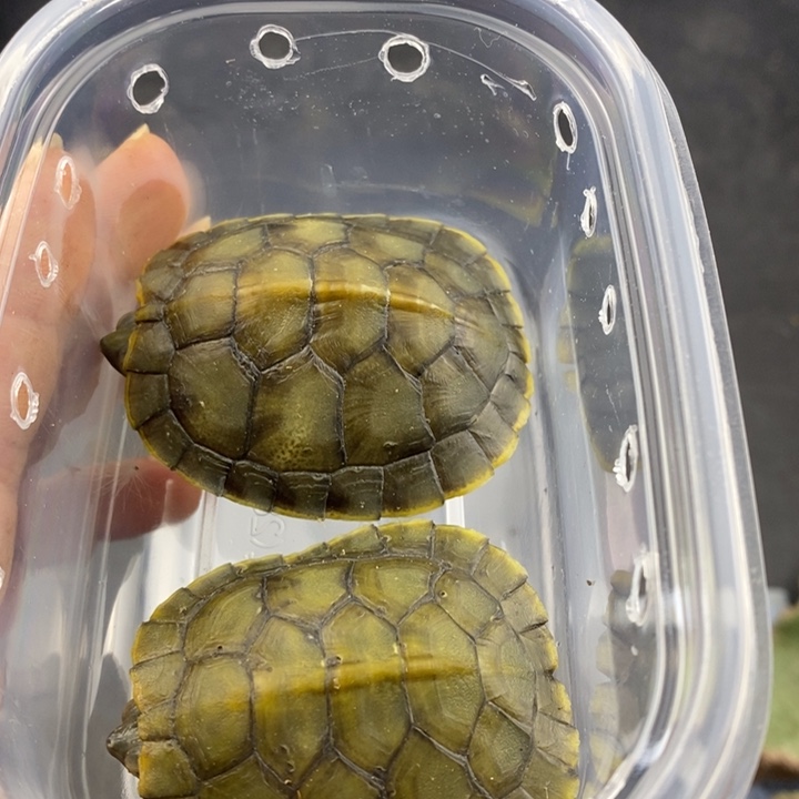 巴西彩龟母6666666