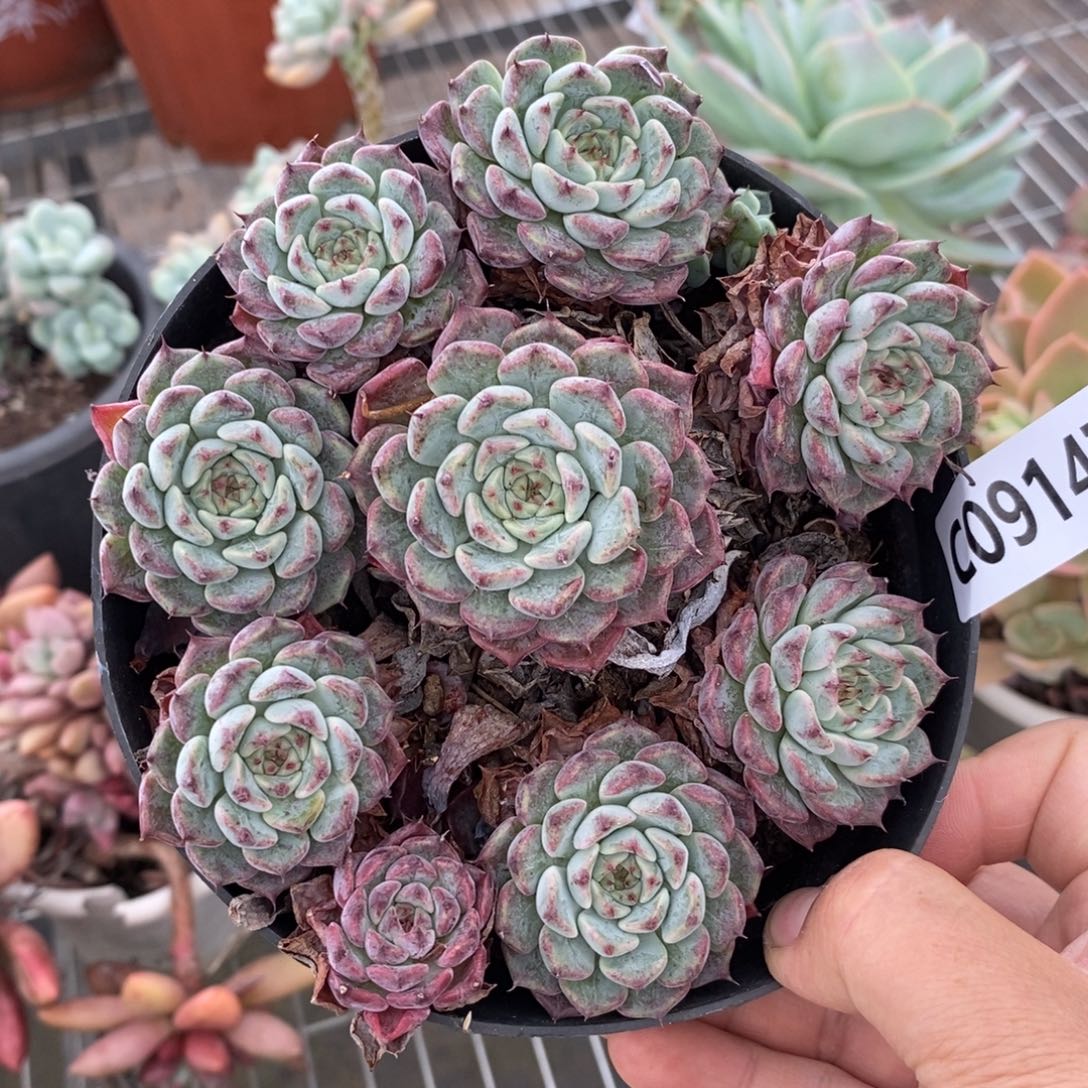  9147裟罗姬牡丹一物一拍