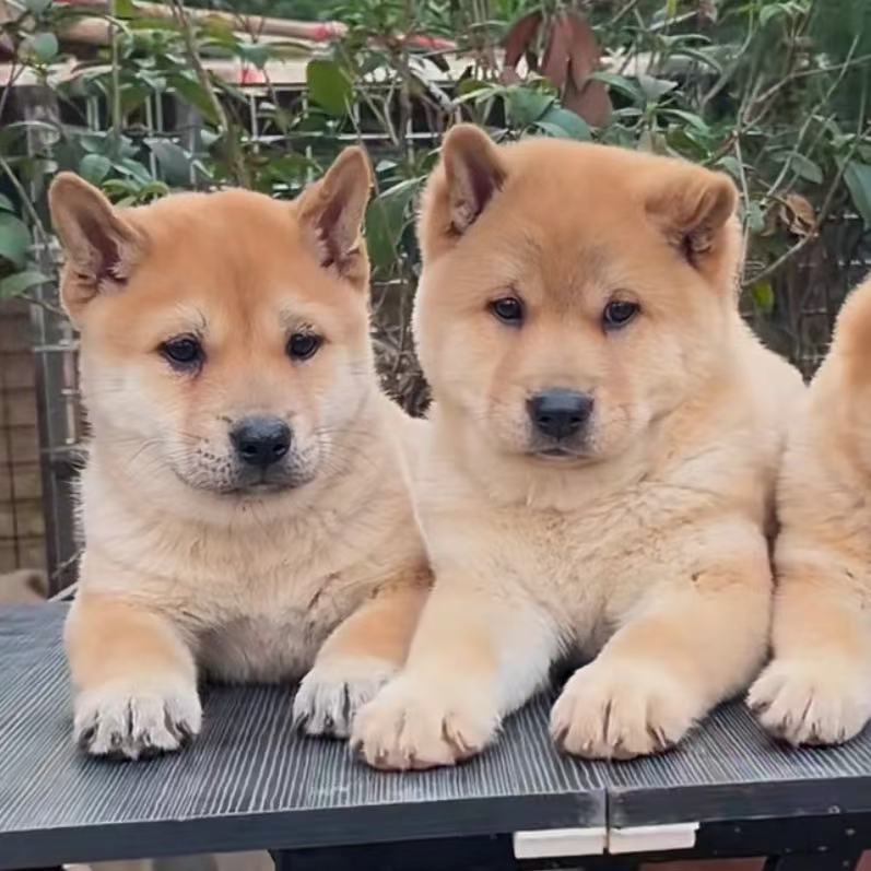 （峰哥中华田园犬）T狗狗活体